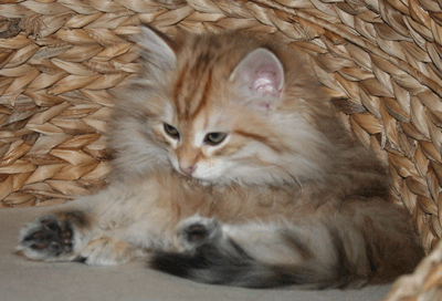 7210.gif